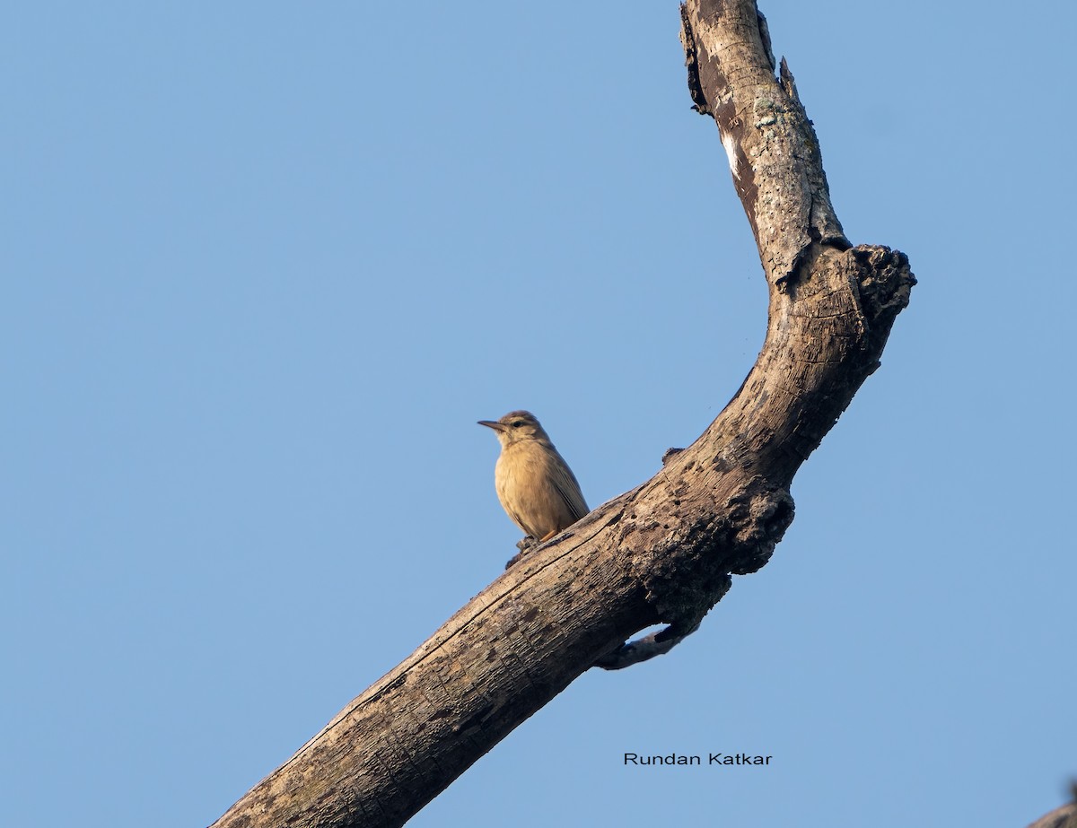 Txirta mokoluzea - ML646039880