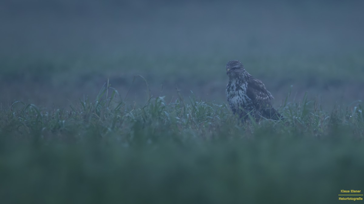 歐亞鵟 - ML646039881