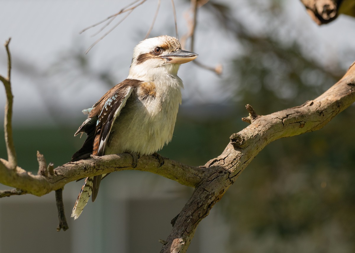 Cucaburra Común - ML646039882