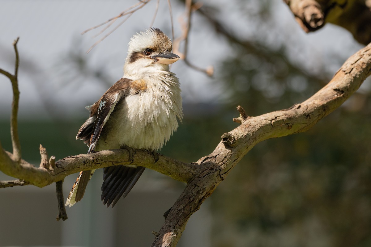 Cucaburra Común - ML646039883