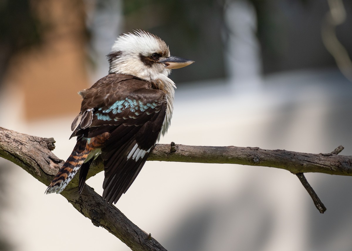 Cucaburra Común - ML646039884