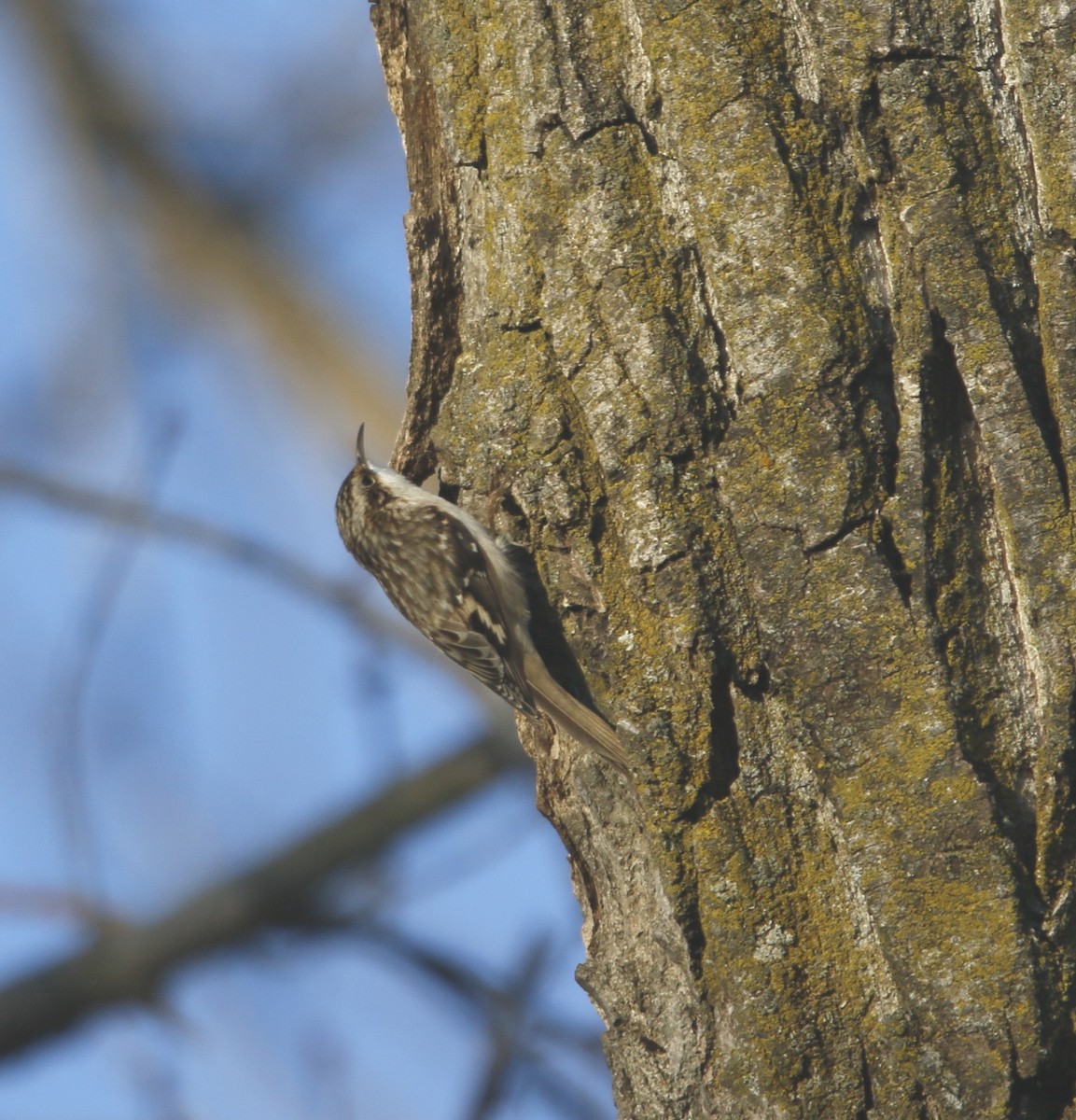 Brown Creeper - ML646039885