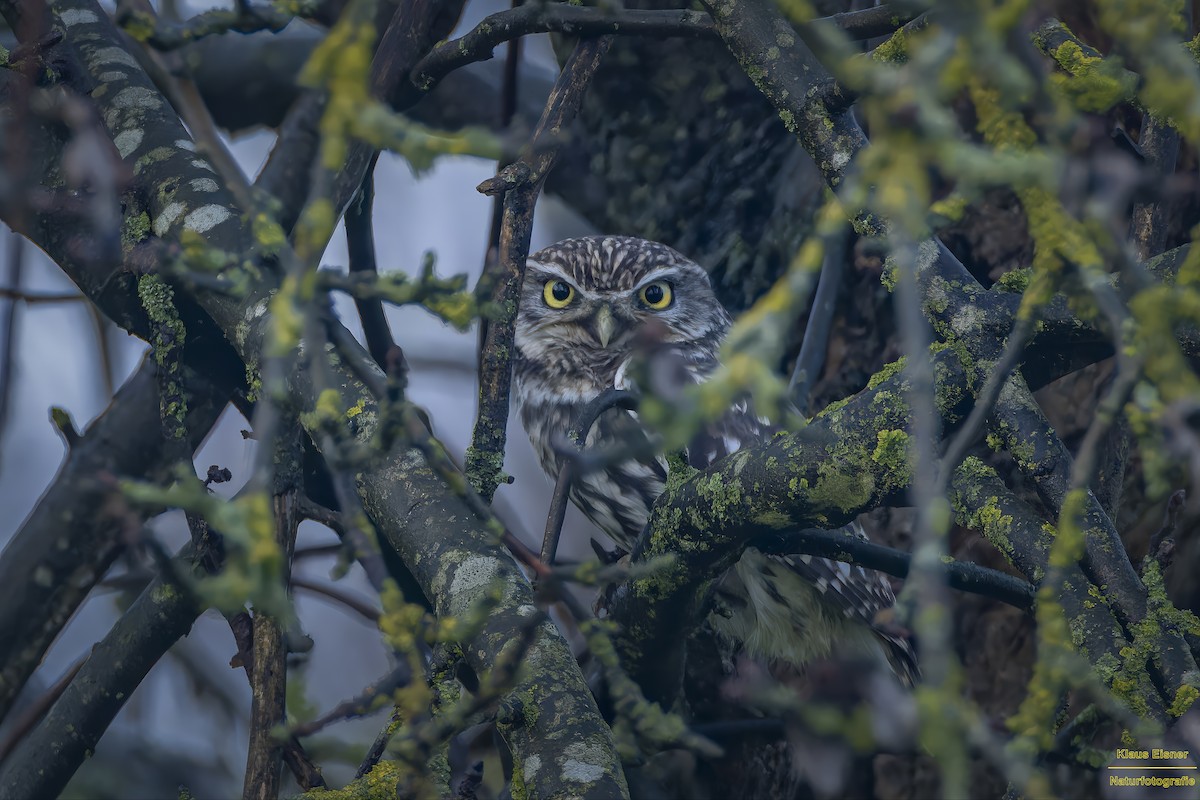 縱紋腹小鴞 - ML646039887