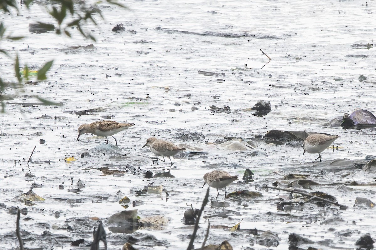 Little Stint - ML646039888