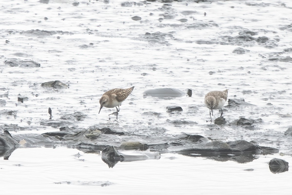 Little Stint - ML646039889
