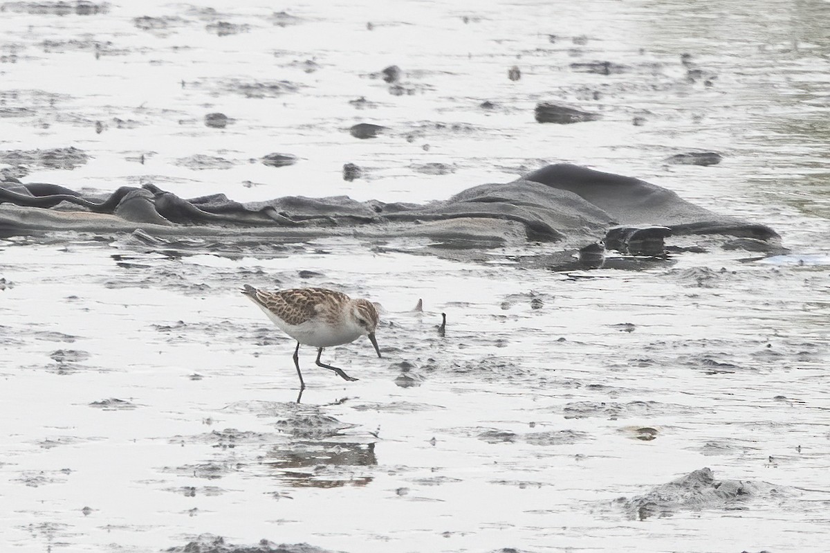 Little Stint - ML646039890