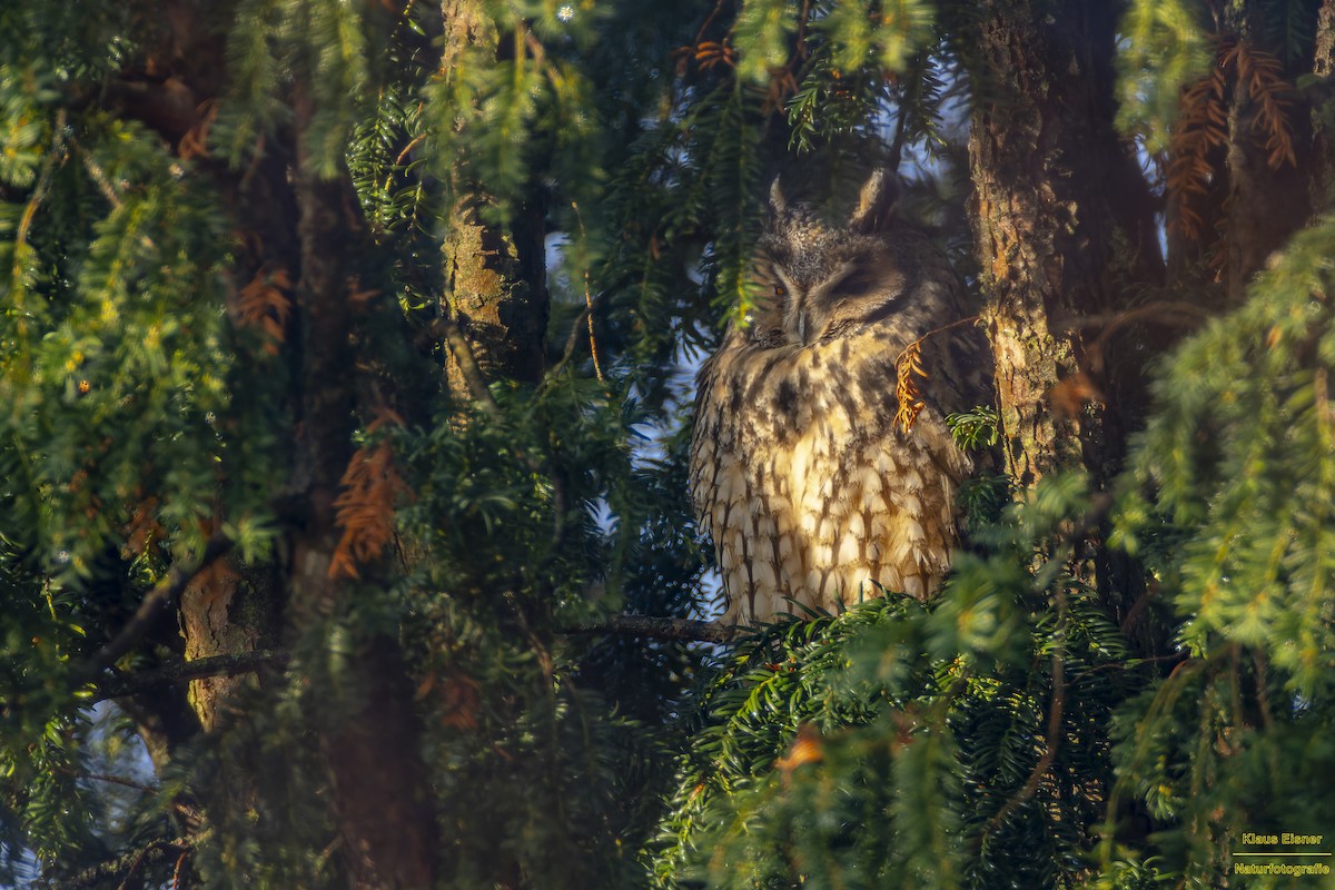 長耳鴞 - ML646039892