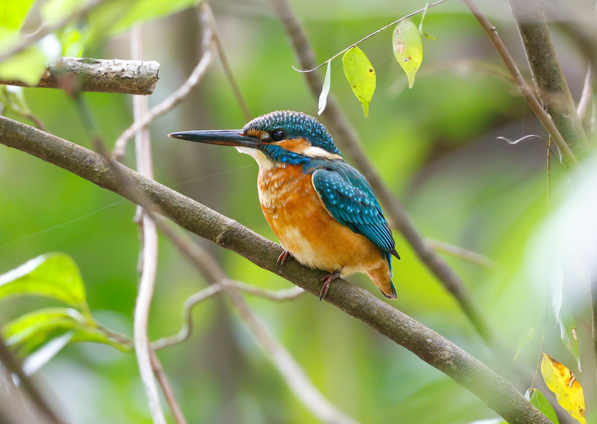 Common Kingfisher - ML646039897