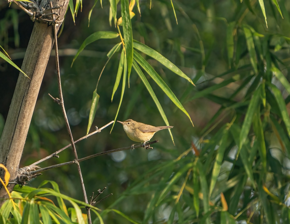 Blyth's Reed Warbler - ML646039898
