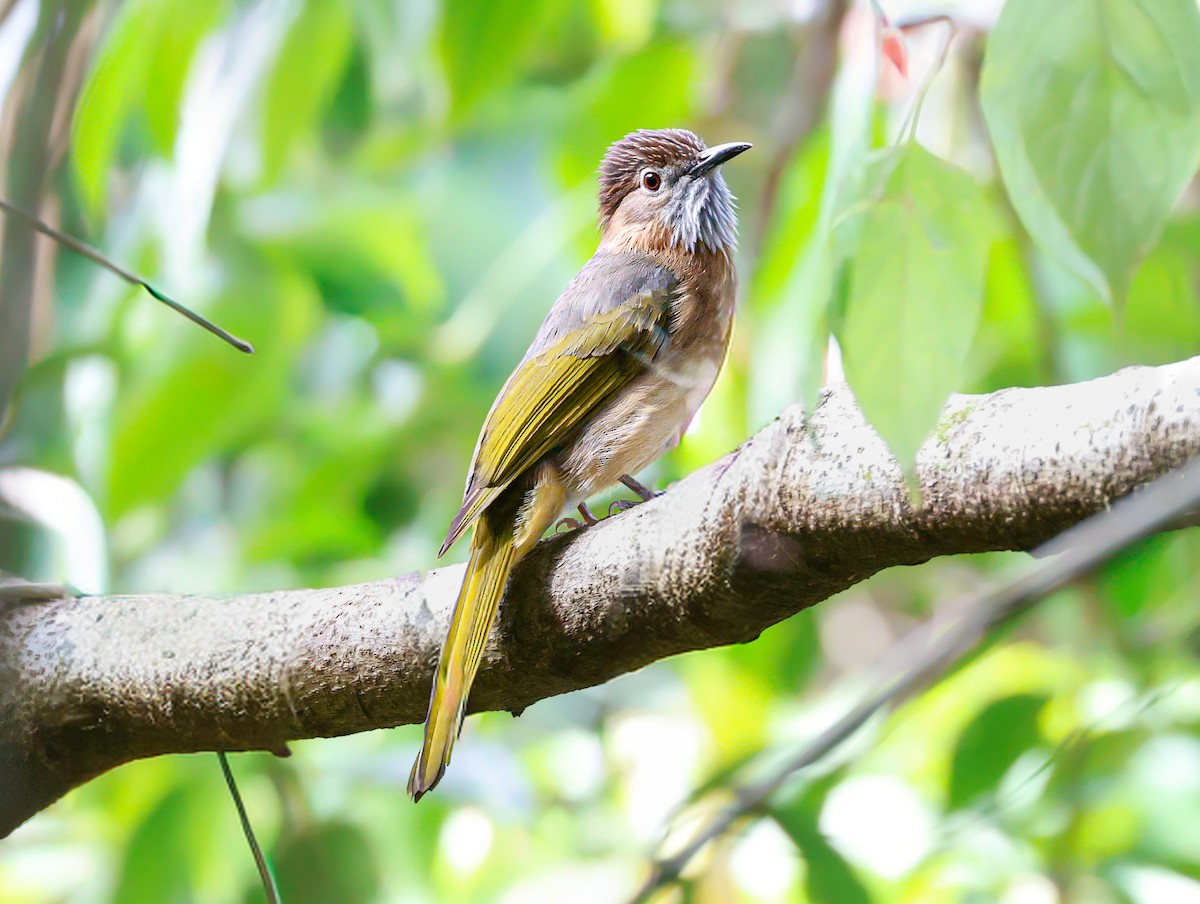 Mountain Bulbul - ML646039900