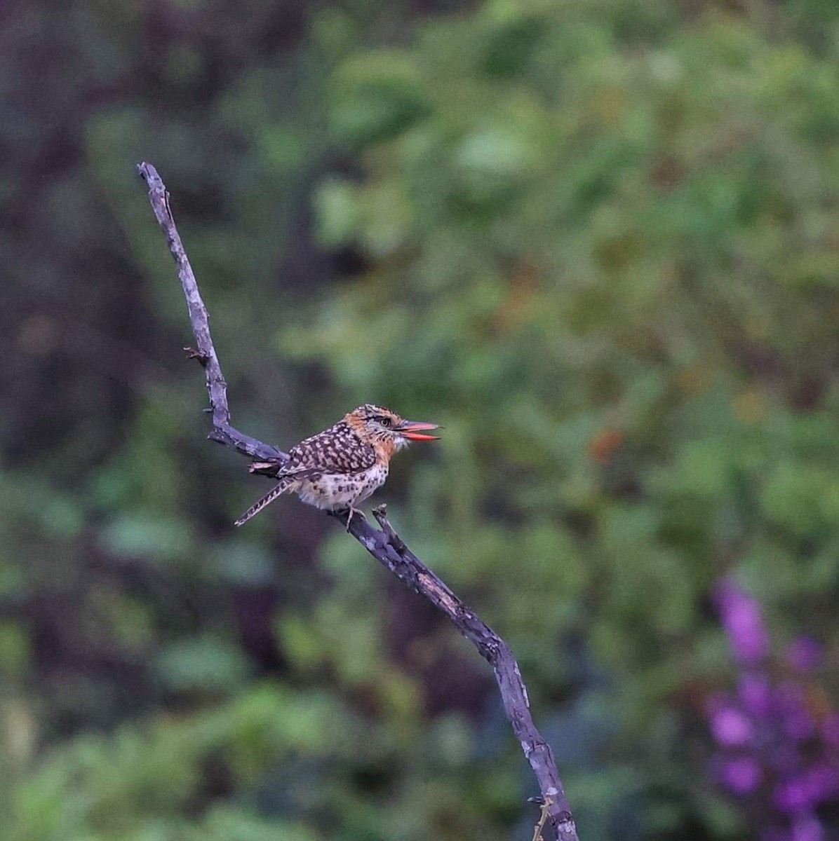 lenivka tečkovaná - ML646039901