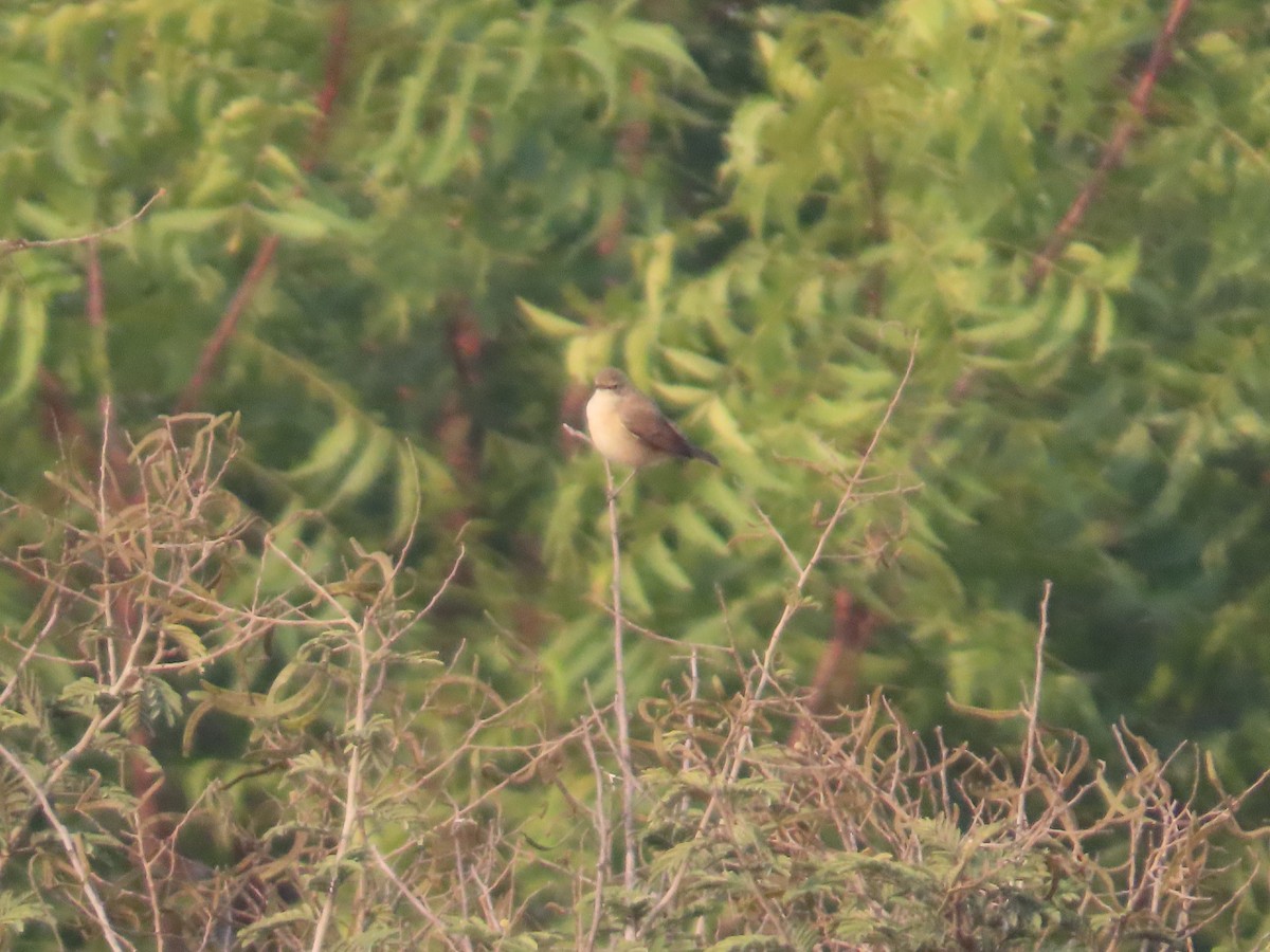 Zarcero Escita - ML646039903