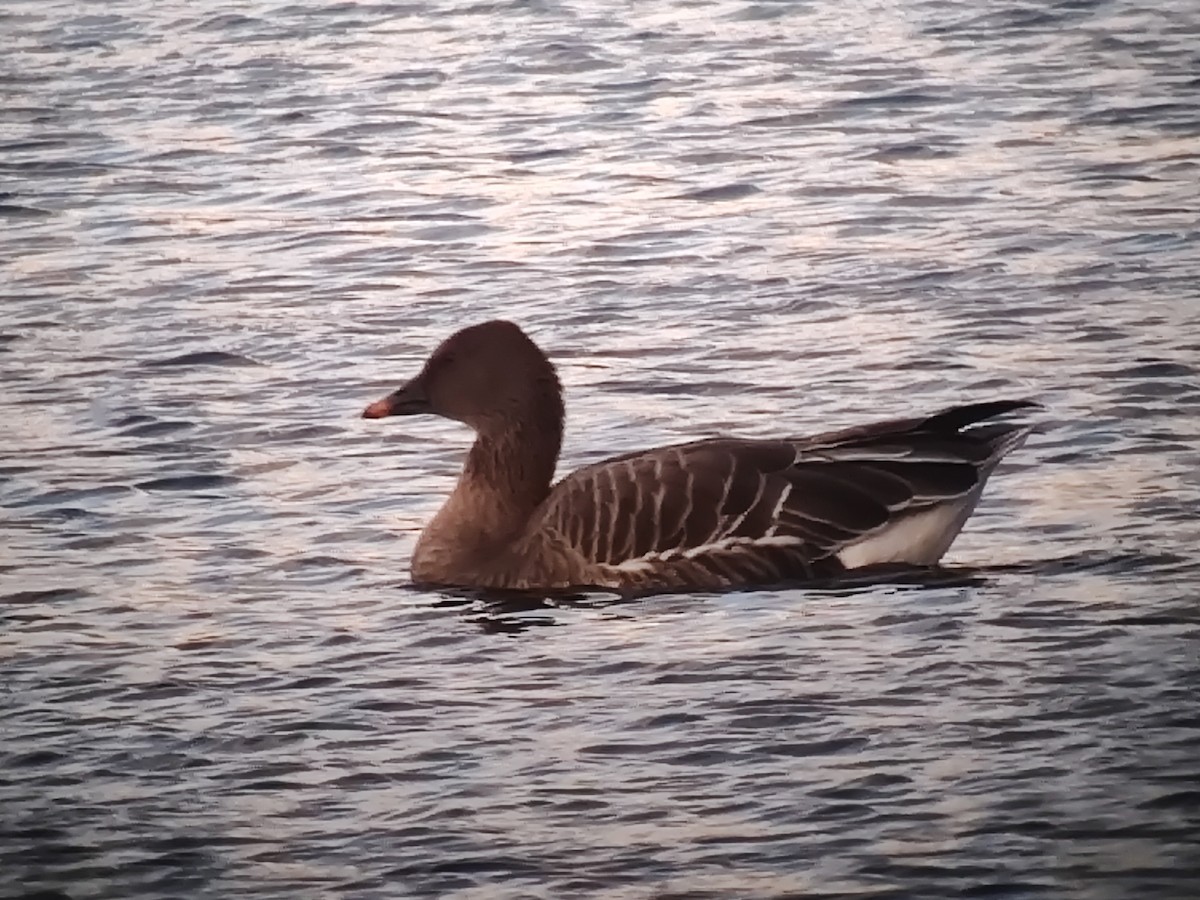 אווז אחו טונדרה - ML646039905