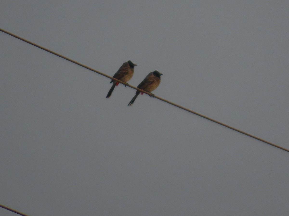 Bulbul Cafre - ML646039906