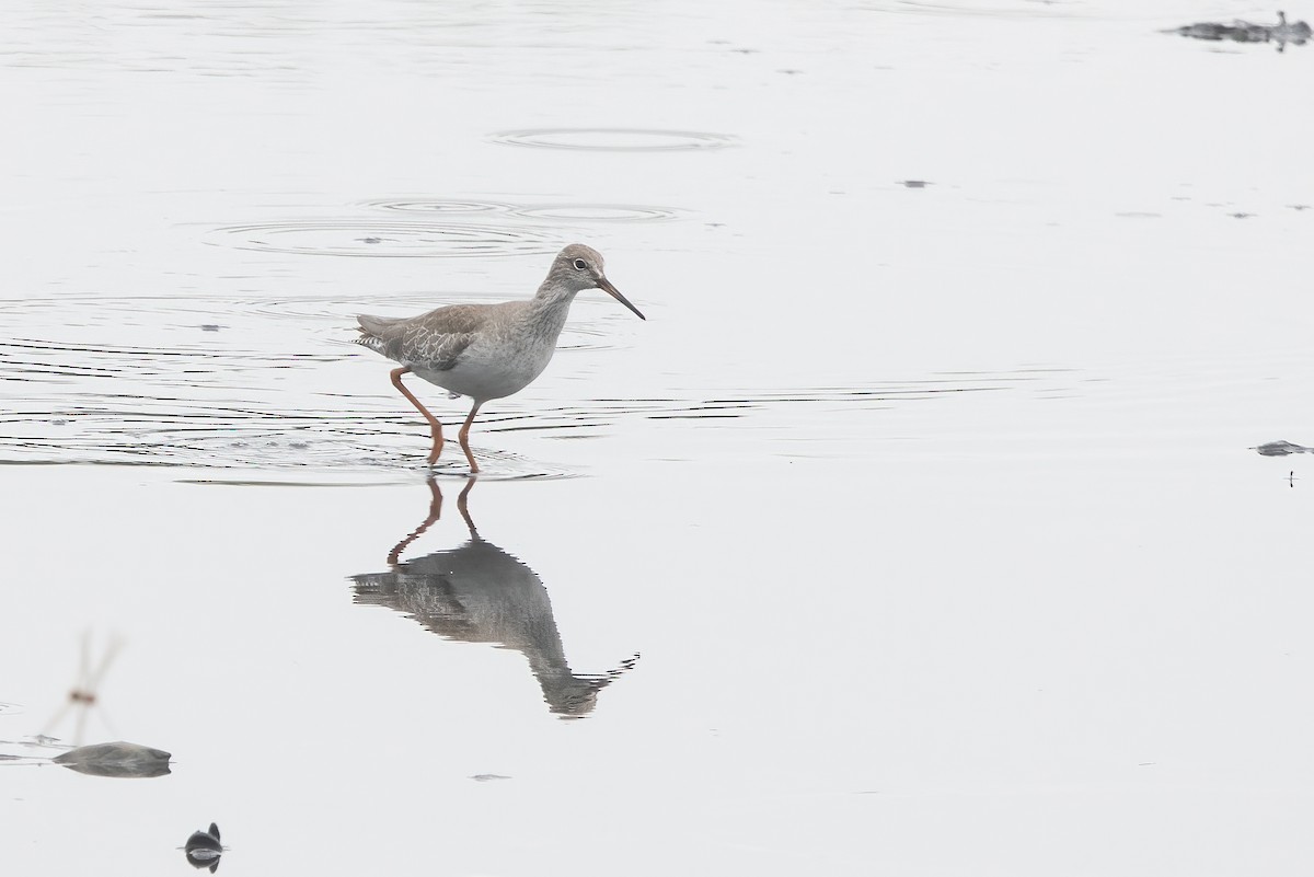 Archibebe Común - ML646039907