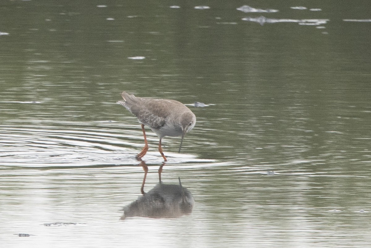 Archibebe Común - ML646039908