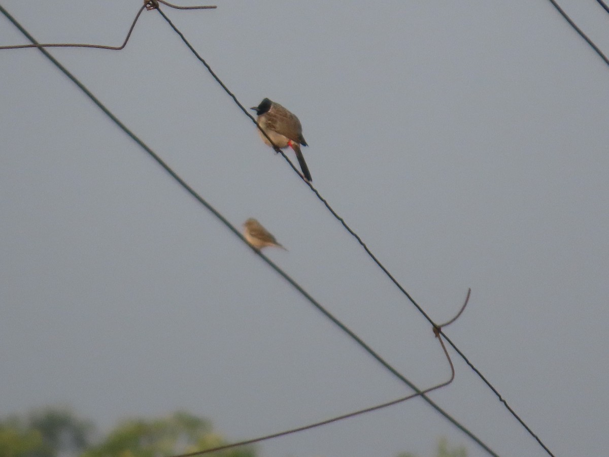 Bulbul Cafre - ML646039909