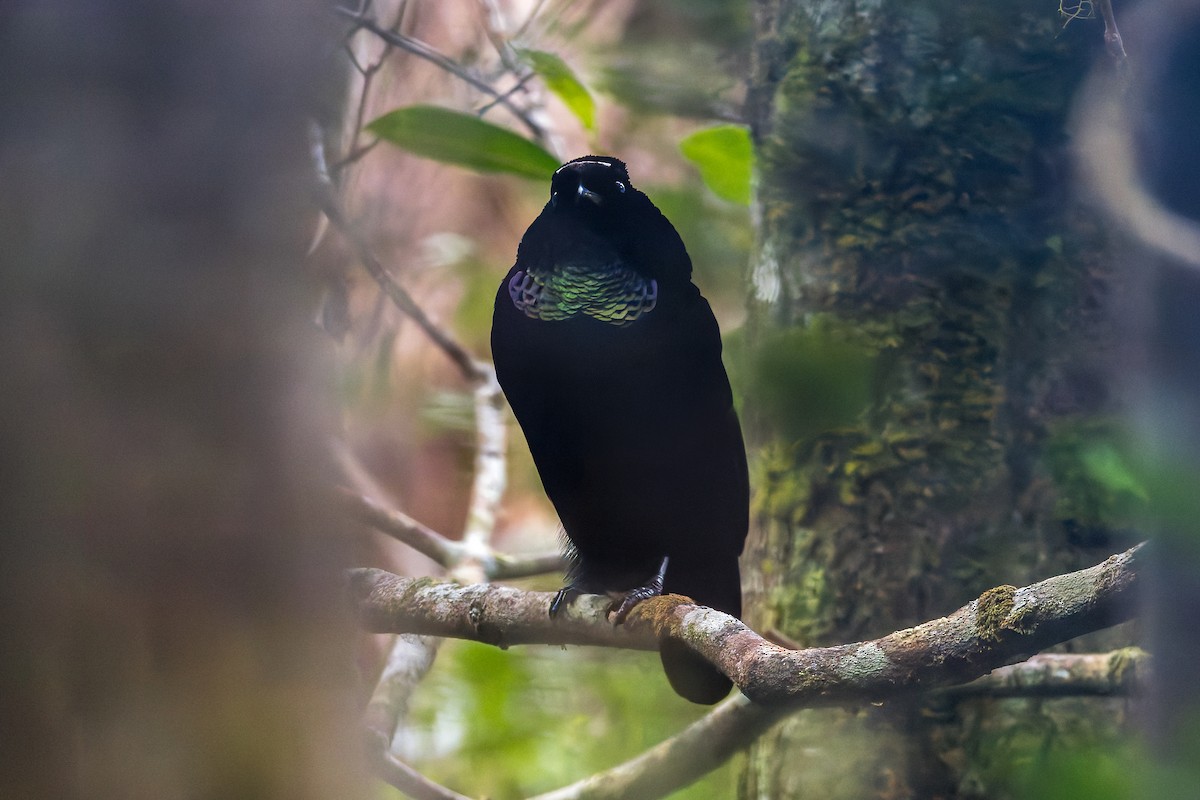 Ave del Paraíso de Pennant - ML646039910