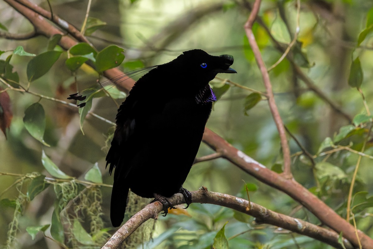 Ave del Paraíso de Pennant - ML646039911