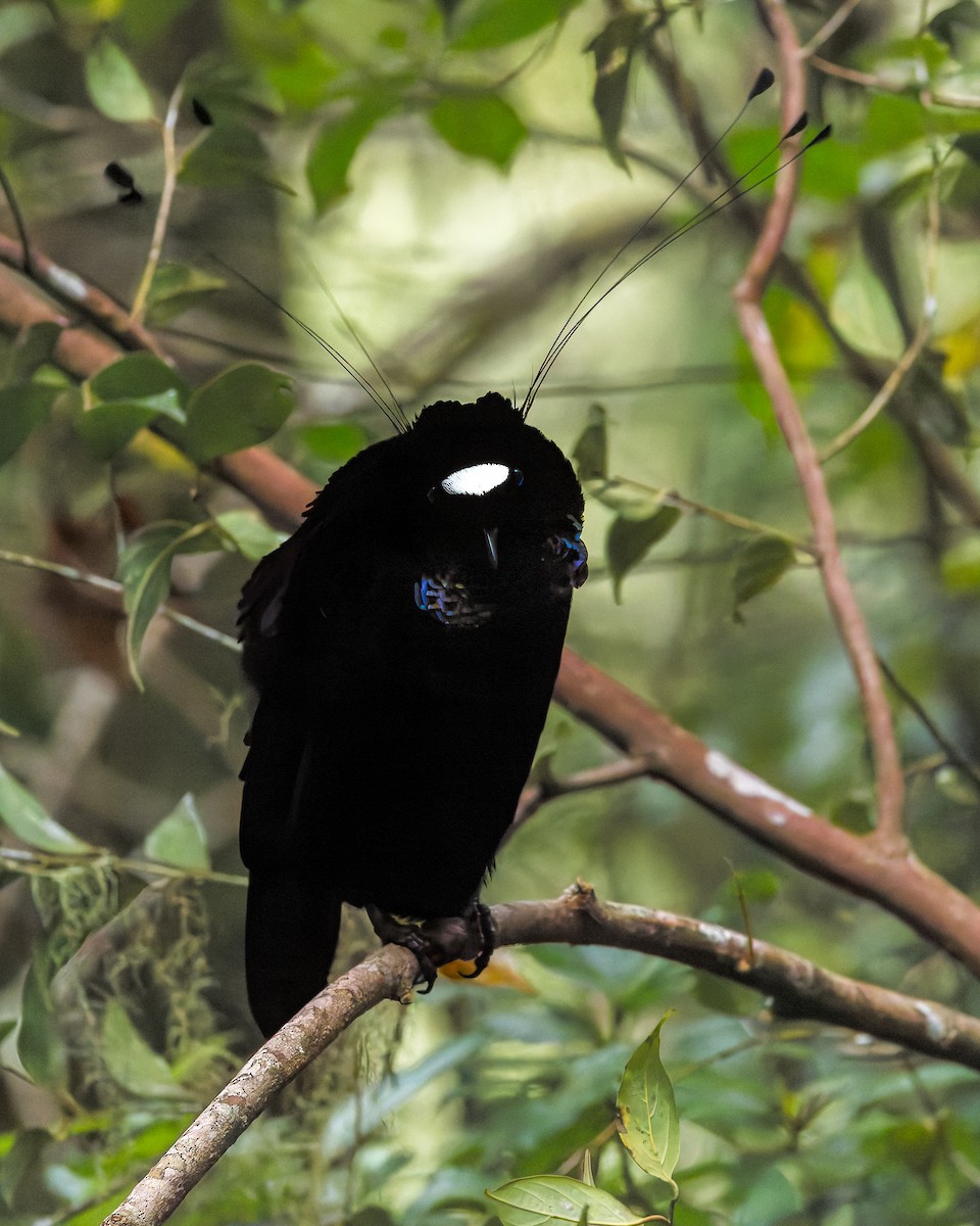 Ave del Paraíso de Pennant - ML646039912