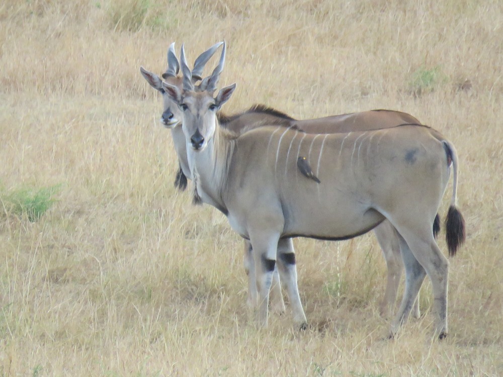 Picabueyes Piquigualdo - ML646039913