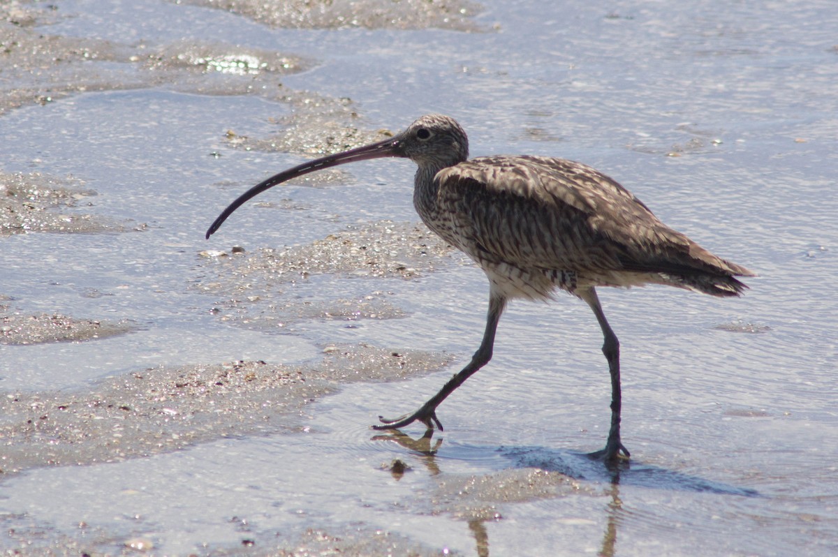 Zarapito Siberiano - ML646039914