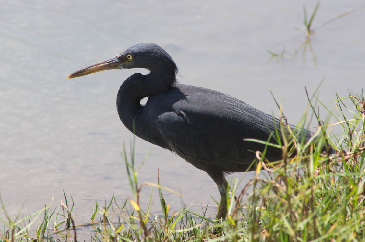 Garceta de Arrecife - ML646039915