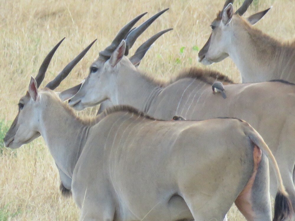 Picabueyes Piquirrojo - ML646039916