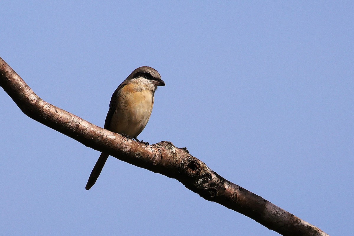 Alcaudón Pardo - ML646039917