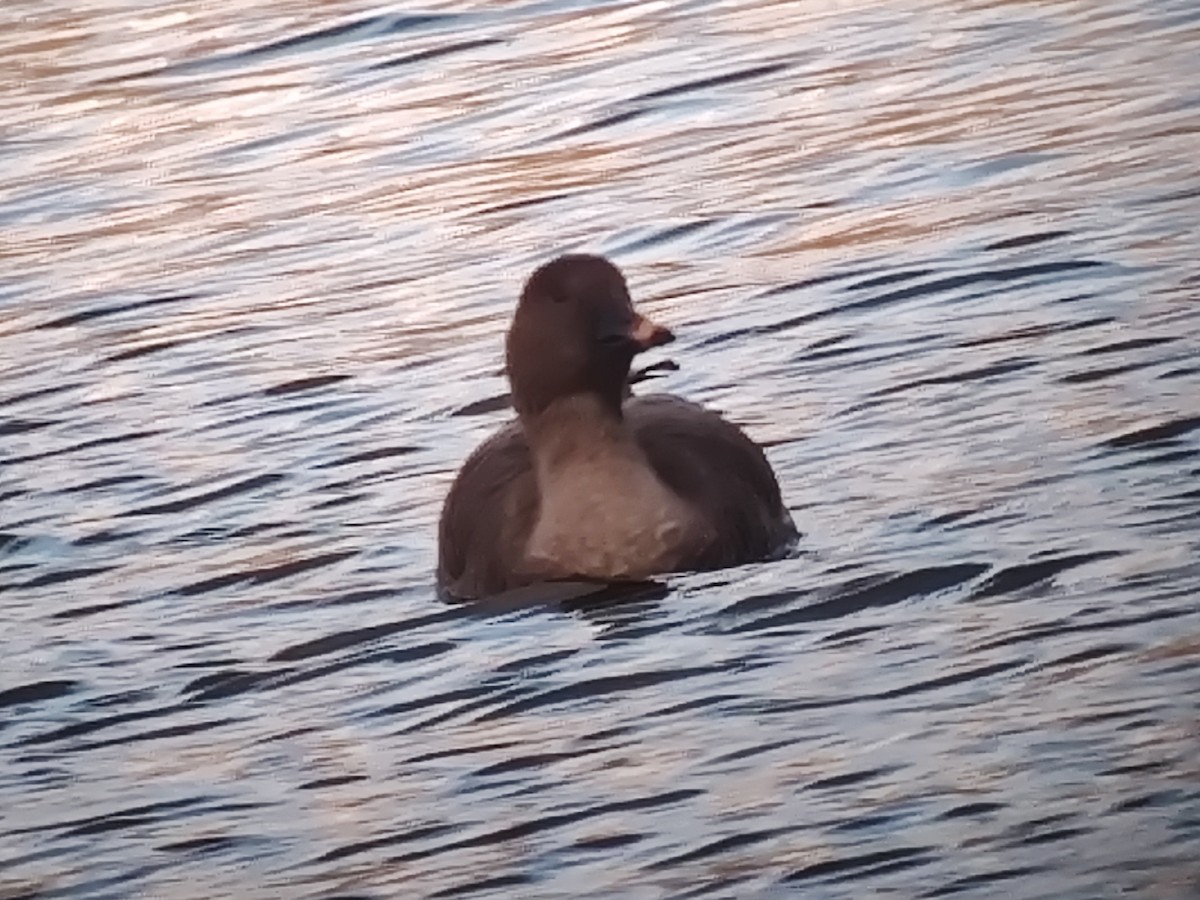 אווז אחו טונדרה - ML646039918