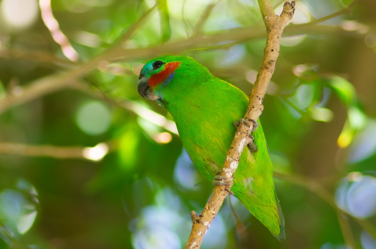 Lorito Dobleojo - ML646039919