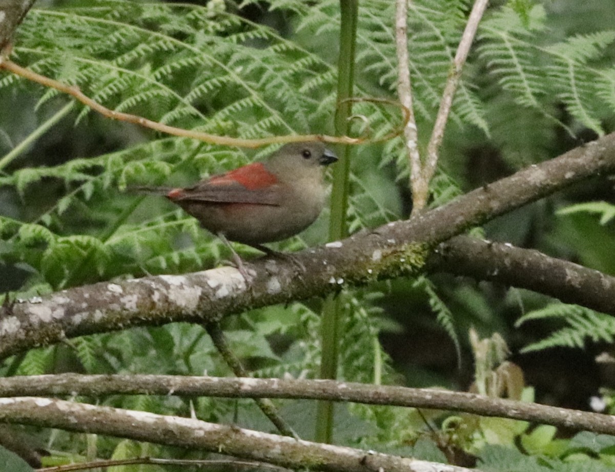 Amaranta Senegalesa - ML646039920