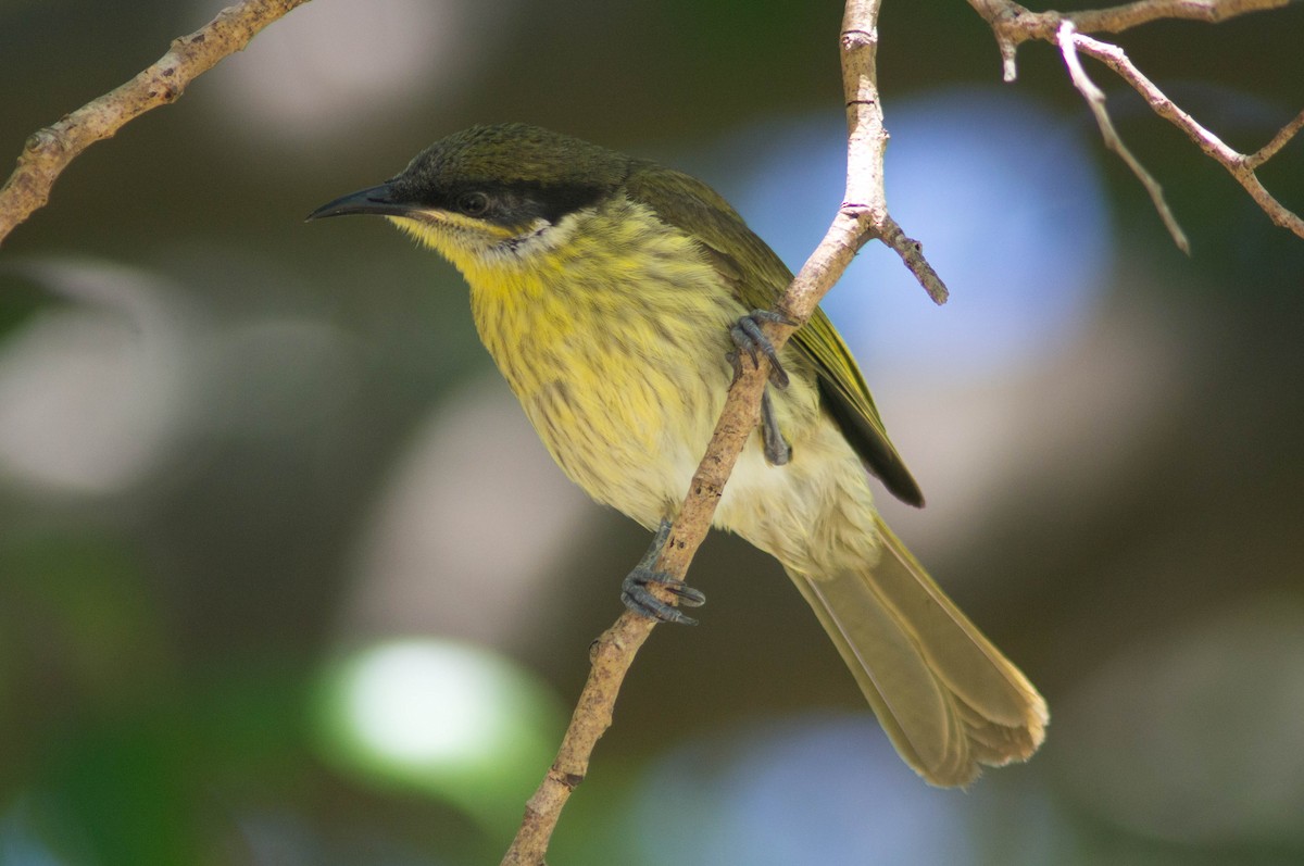 Mielero Versicolor - ML646039922