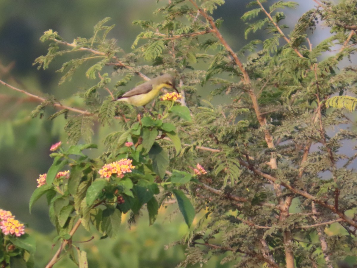 Suimanga Asiático - ML646039923