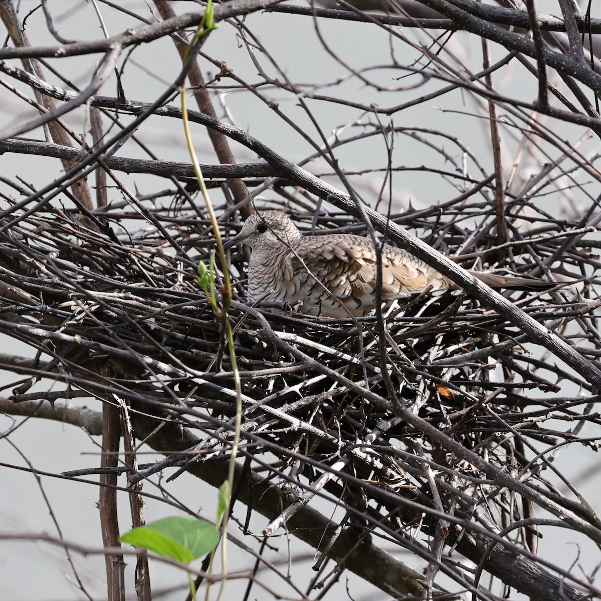 Tortolita Escamosa - ML646039924