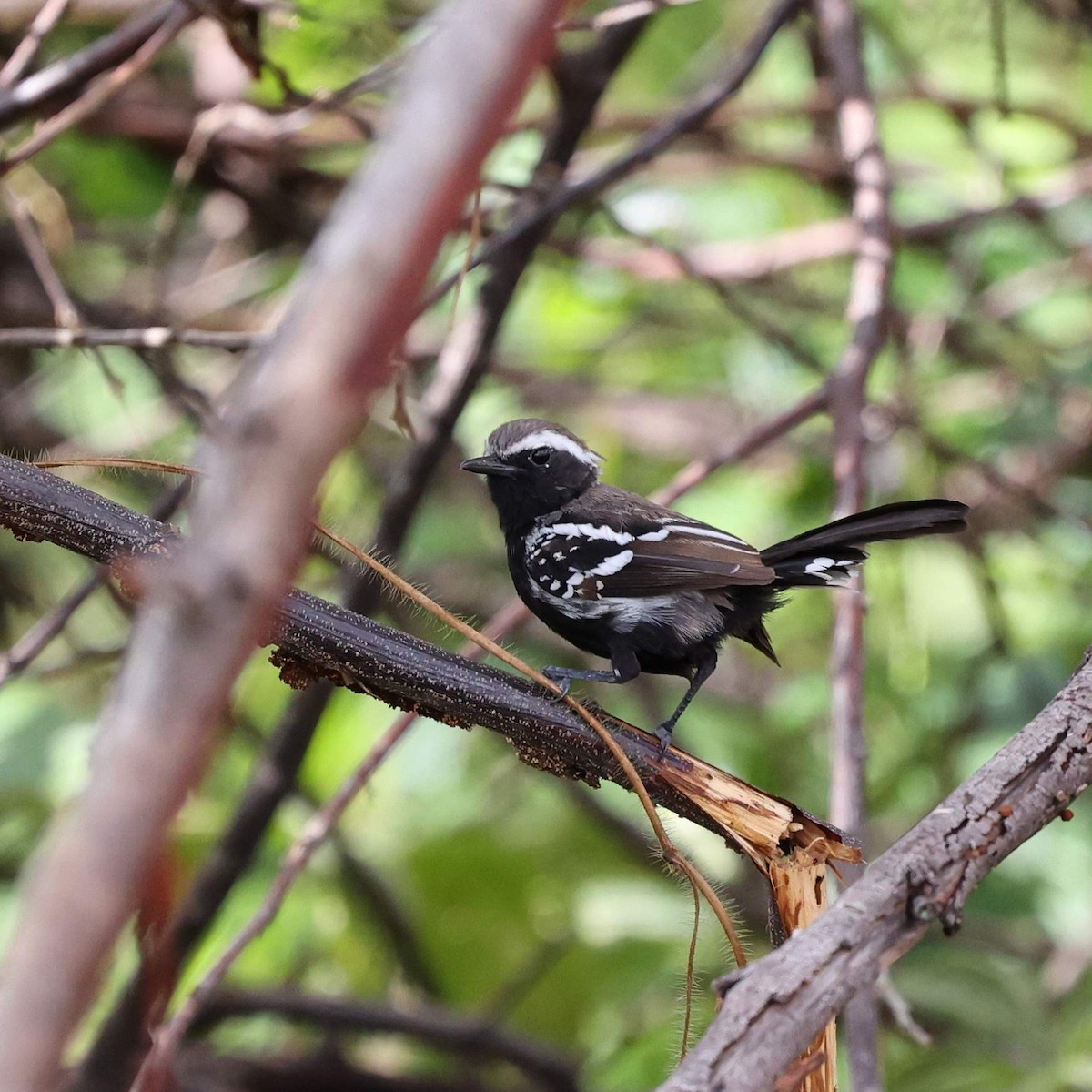 Hormiguerito Ventrinegro - ML646039925