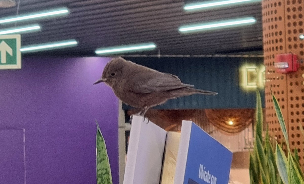 Mosquero Cardenal - ML646039926