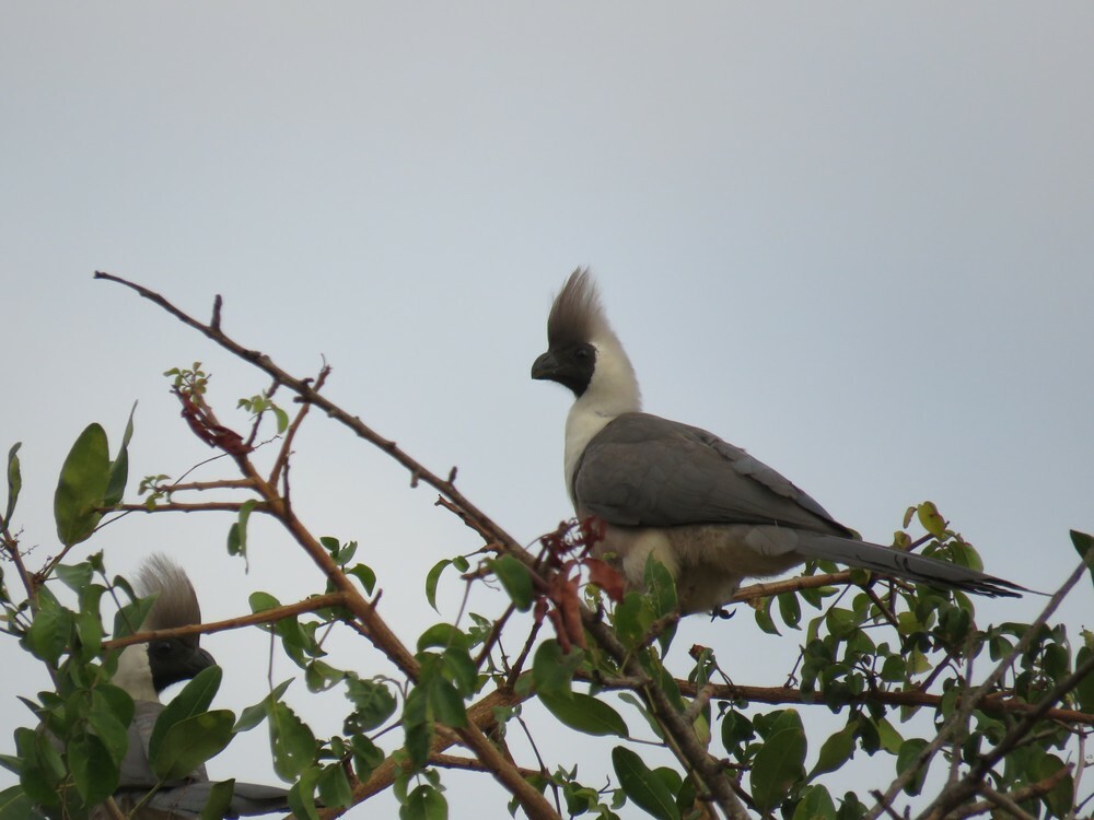Turaco Enmascarado - ML646039927