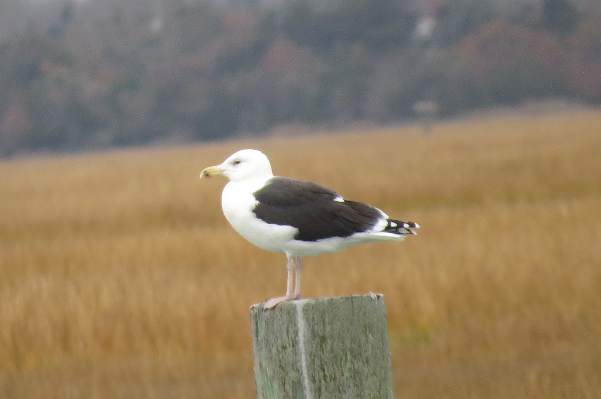 Gavión Atlántico - ML646039928