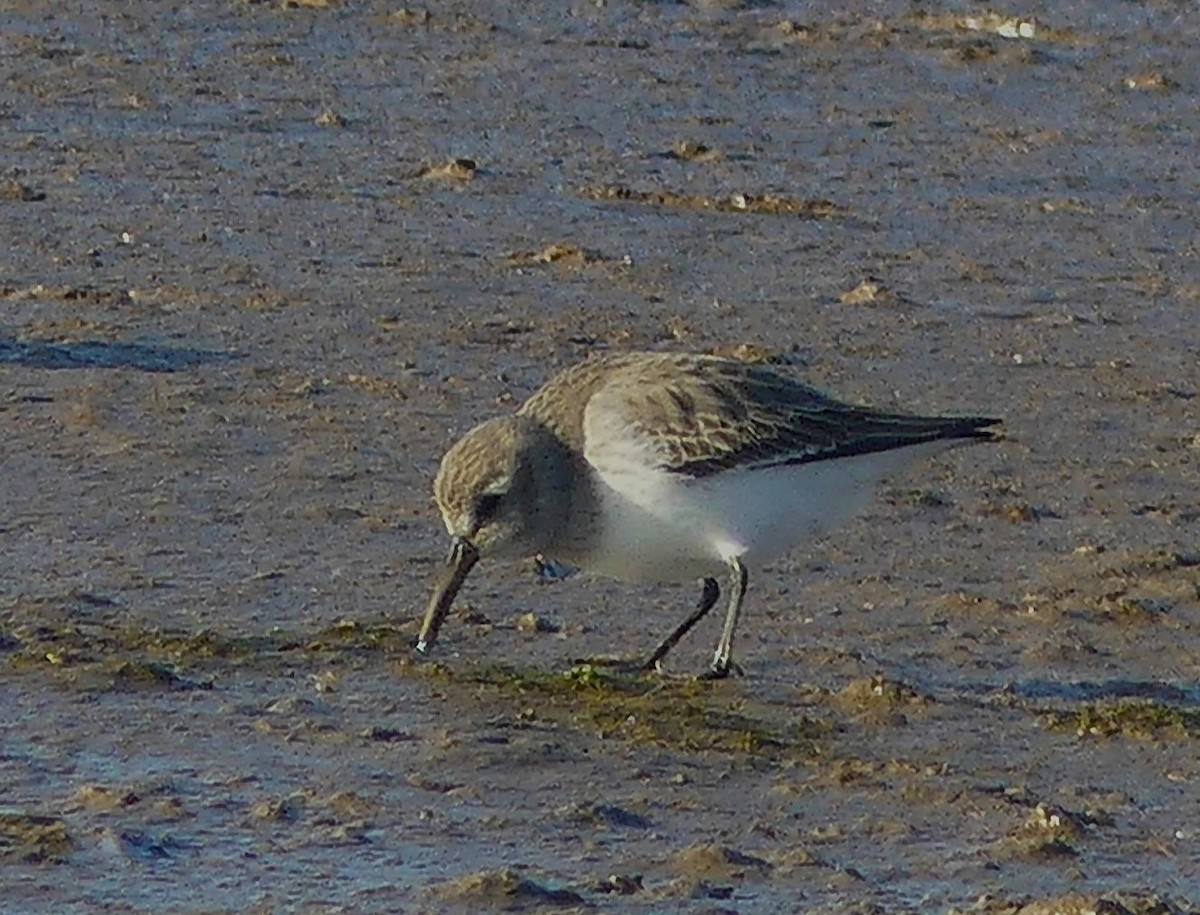 Correlimos Común - ML646039929