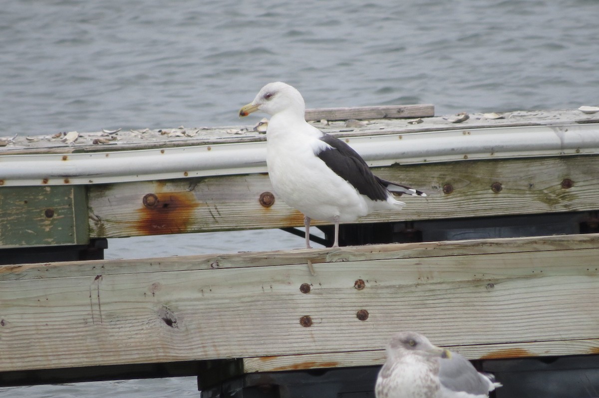 Gavión Atlántico - ML646039930