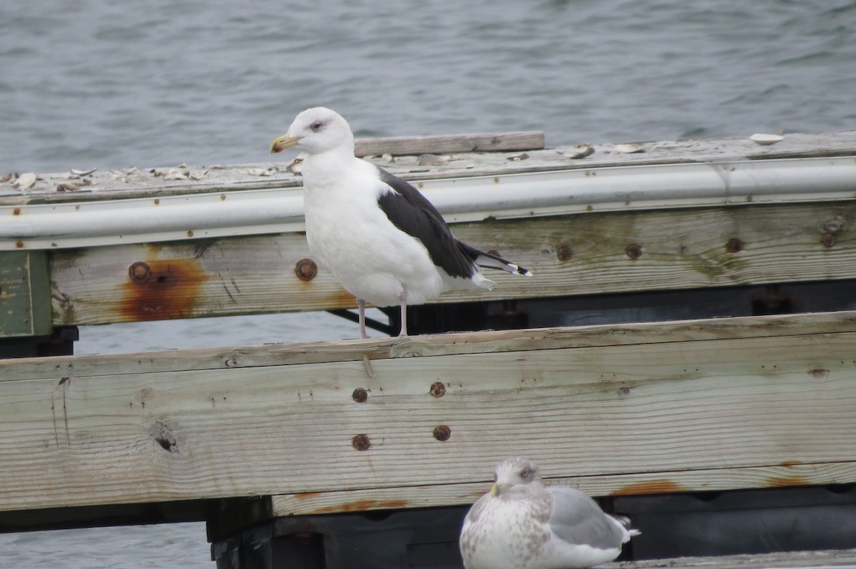 Gavión Atlántico - ML646039931