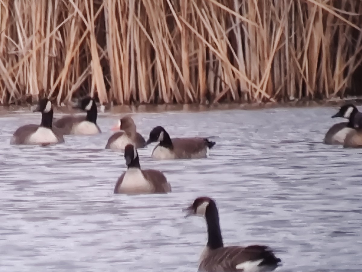 אווז לבן-מצח - ML646039932