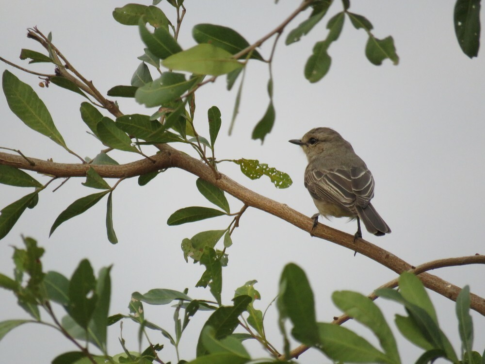 Papamoscas Piquicorto - ML646039933