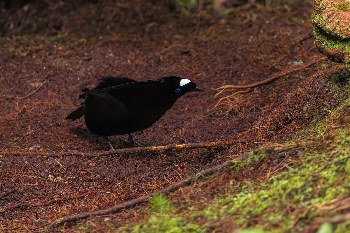 Арфакская паротия - ML646039936