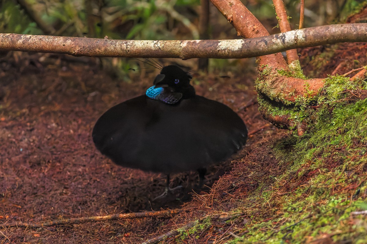 Арфакская паротия - ML646039937