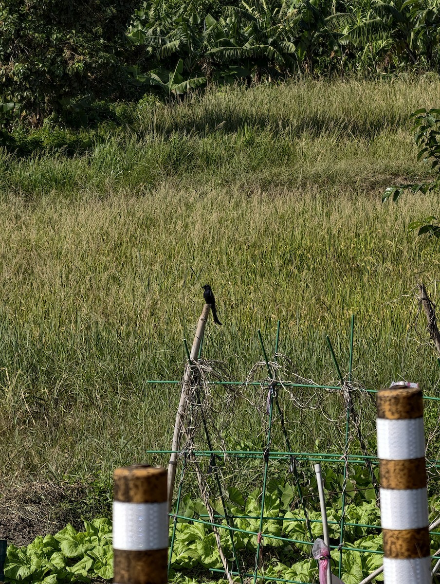 Черный дронго - ML646039939
