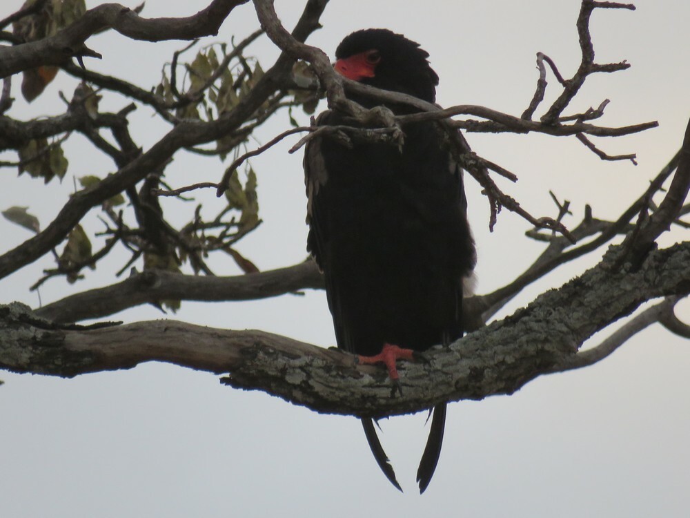 Cкоморох - ML646039940