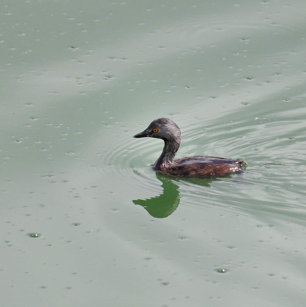 Южноамериканская поганка - ML646039941