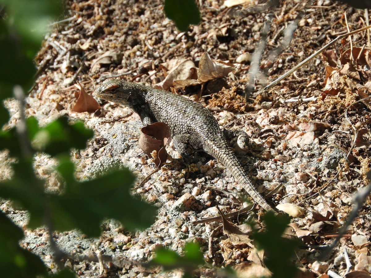 Prairie Lizard - ML646039943